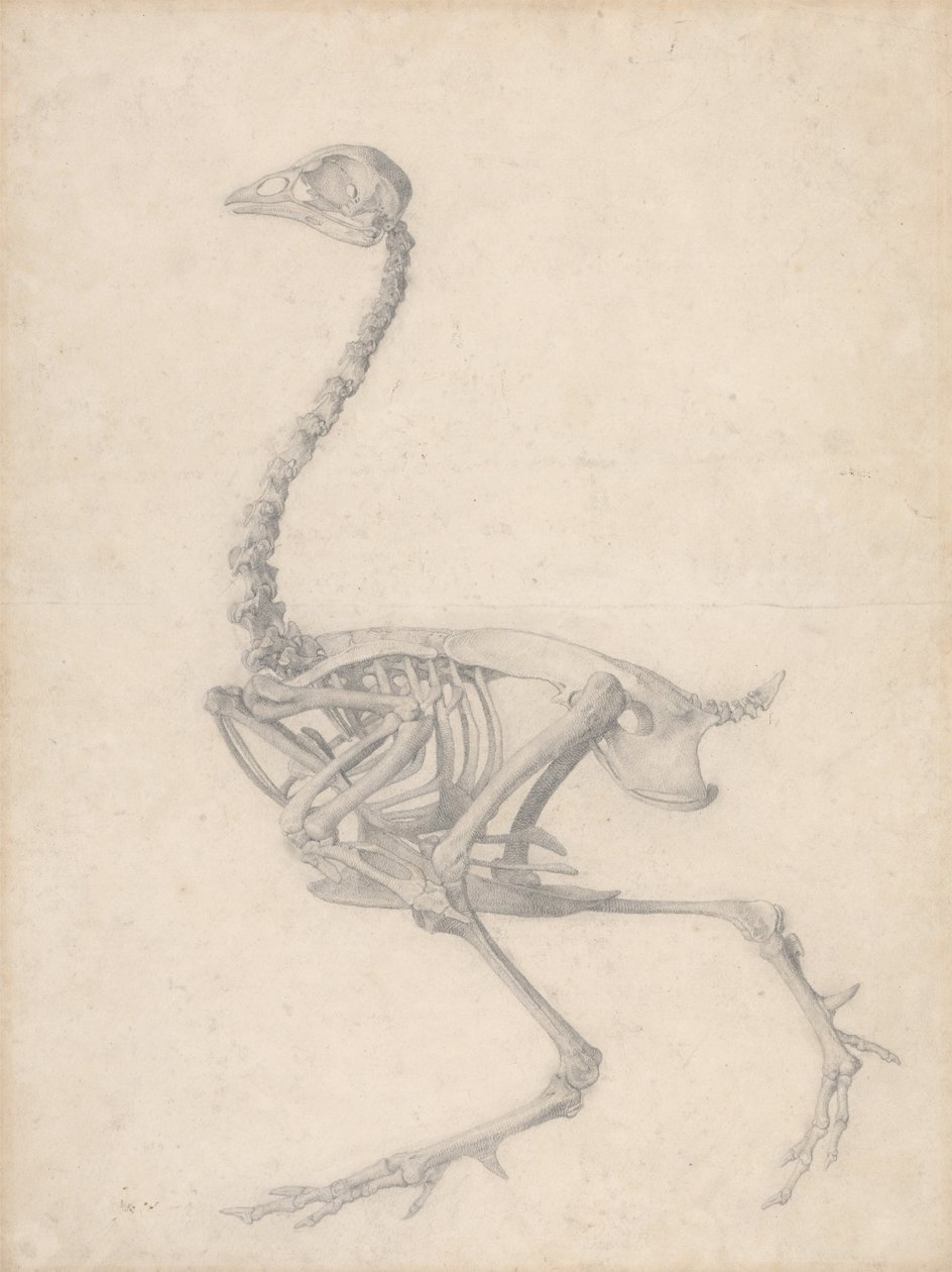 Fowl Skjelett, sidevisning (ferdig studie for tabell V) av George Stubbs