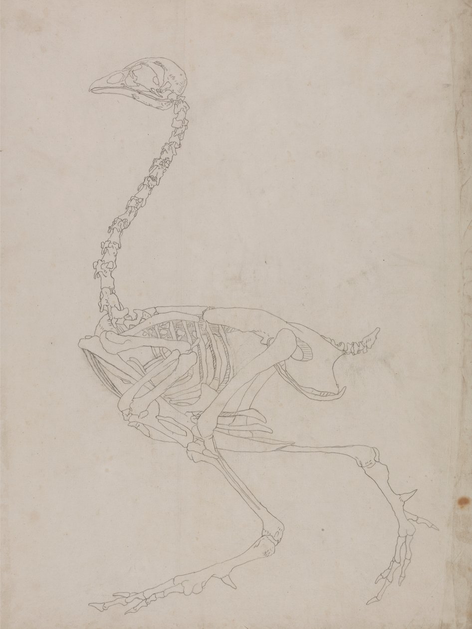 Fowl Skeleton, Lateral View (konturtegning av skjelettet) av George Stubbs