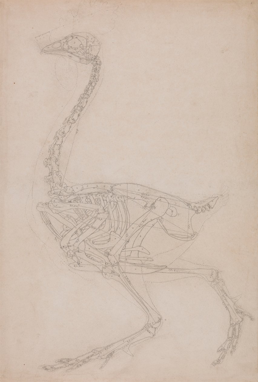 Høneskjelett, sidevisning (sannsynligvis grunnleggende studie av proporsjonene til hønseskjelettet brukt til andre tegninger) av George Stubbs
