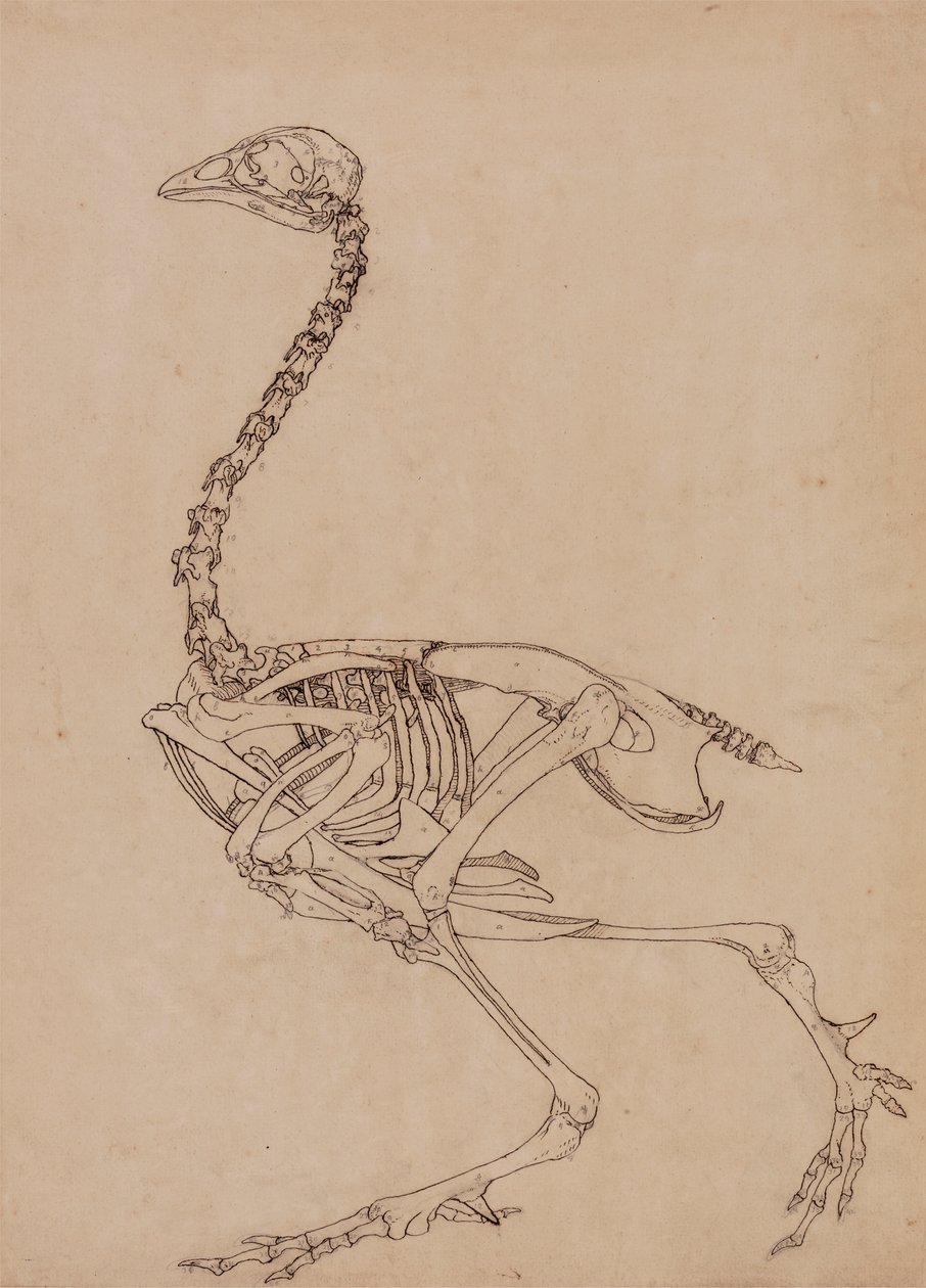 Fowl Skeleton, Lateral View (Studie for nøkkelfiguren til tabell V) av George Stubbs