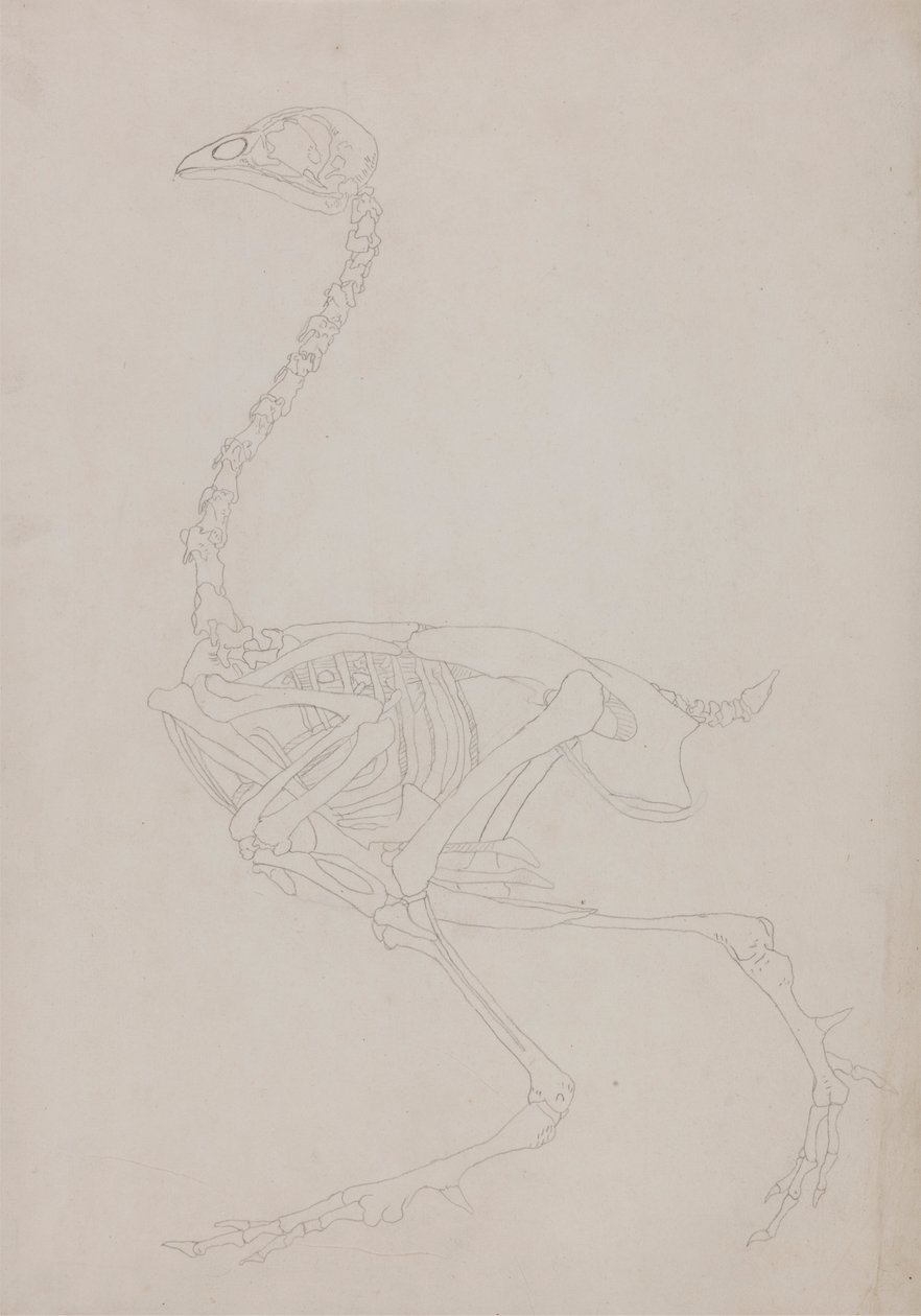 Hønseskjelett, sett fra siden av George Stubbs