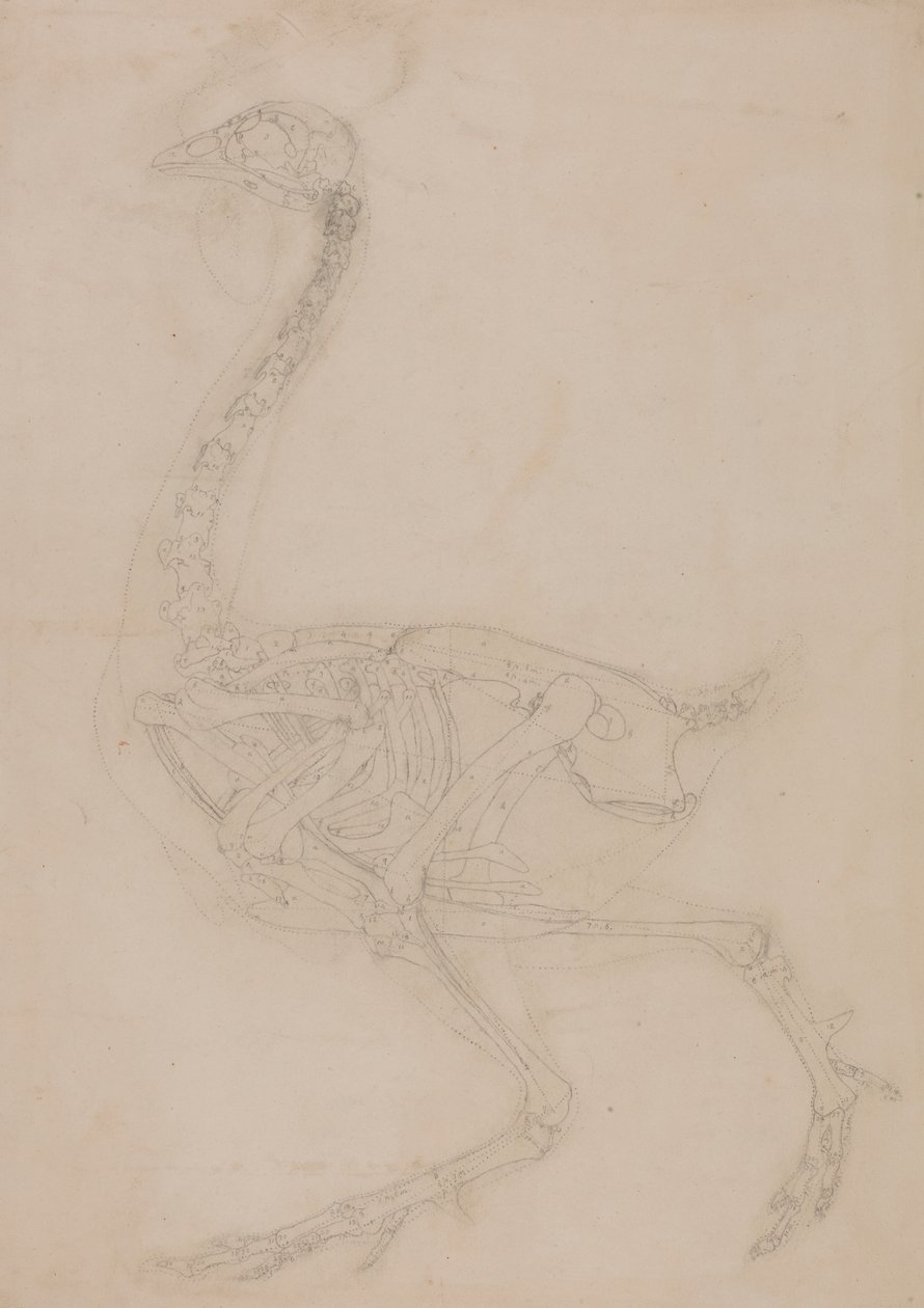 Hønseskjelett, sett fra siden av George Stubbs