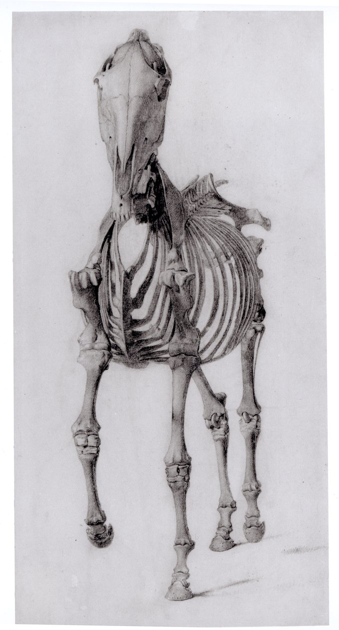Forfra av skjelettet til en hest, studie nr. 10 fra The Anatomy of the Horse, 1766 av George Stubbs