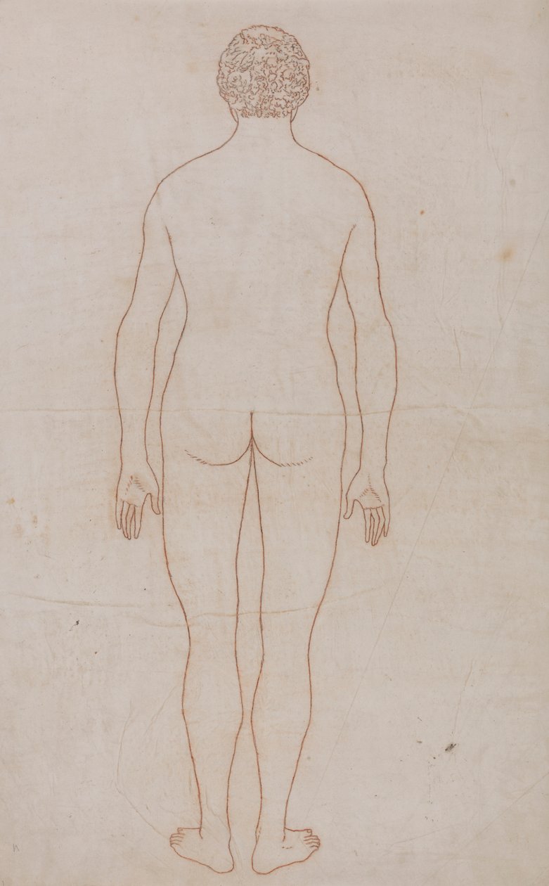 Menneskekropp, posterior sett (konturtegning for tabell VII) av George Stubbs