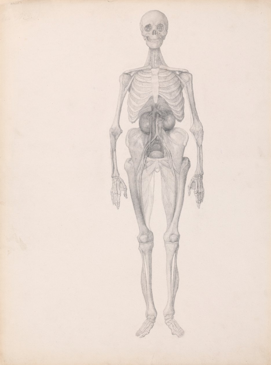 Menneskefigur, sett forfra (ferdig studie av siste fase av disseksjon) av George Stubbs