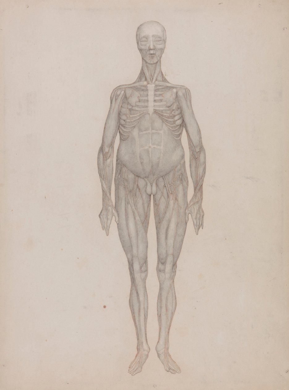 Menneskelig figur, forfra (beregnet på en tallerken som aldri ble publisert) av George Stubbs