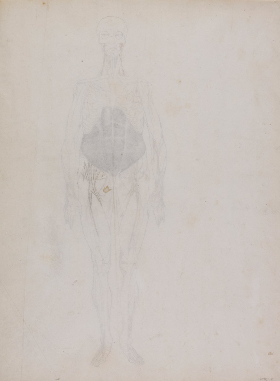 Menneskeskikkelse, forfra (stort sett i omriss) av George Stubbs