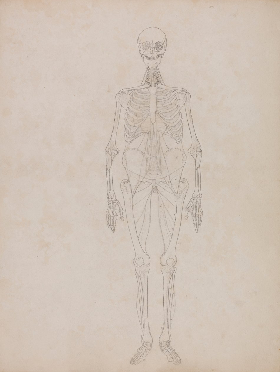 Menneskefigur, forfra (konturfigur) av George Stubbs