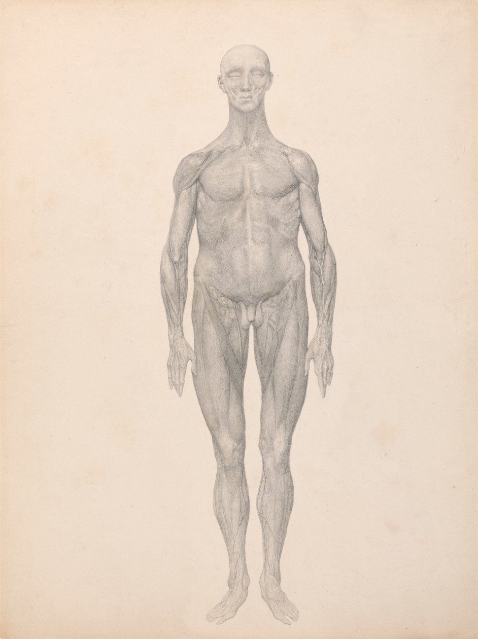 Menneskelig figur, forfra, hud og underliggende fasciallag fjernet (ferdig studie for tabell XI) av George Stubbs