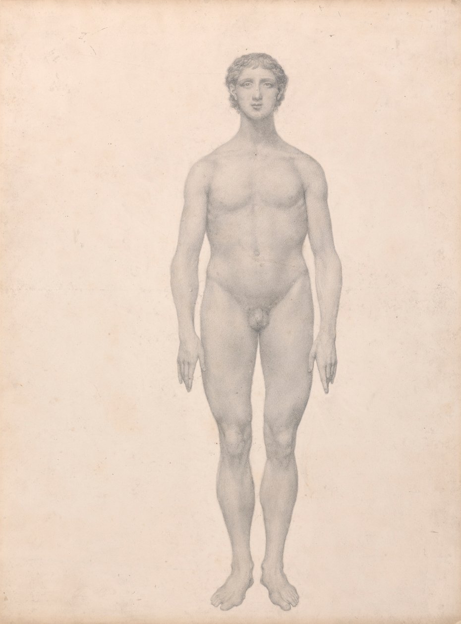 Menneskelig figur, sett forfra, udissert (ferdig studie for tabell VI) av George Stubbs