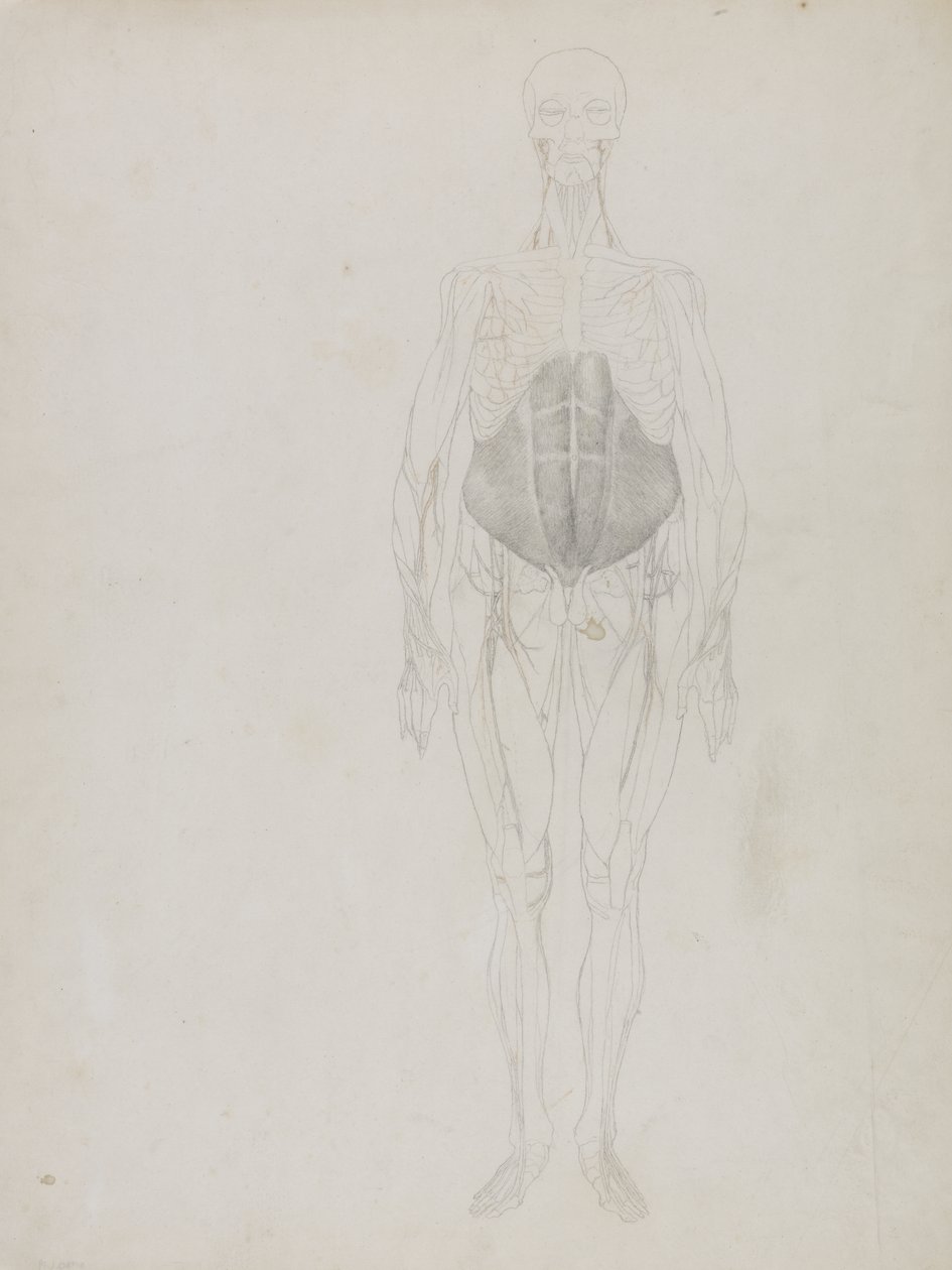 Human Figure, Anterior View, fra 