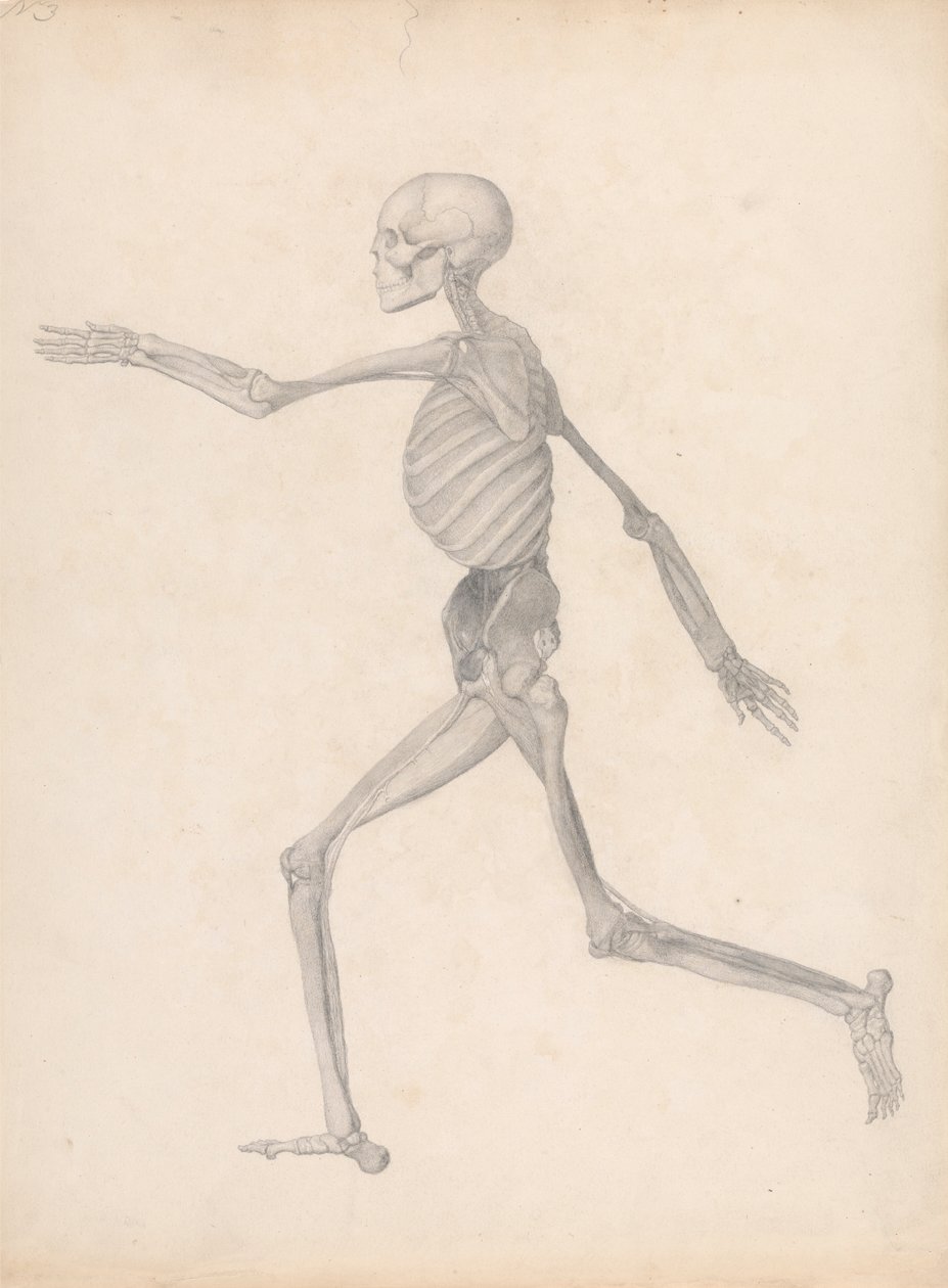 Human Figure, Lateral View (Ferdig studie for en upublisert tabell, som representerer det siste stadiet i disseksjonen) av George Stubbs