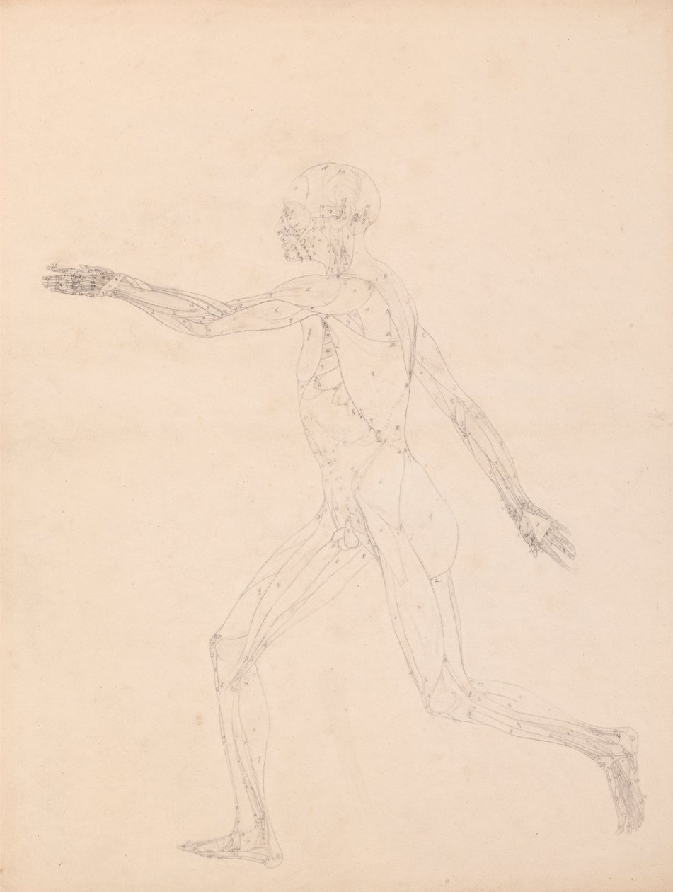 Menneskelig figur, sidevisning (for nøkkelfiguren til tabell XIII) av George Stubbs