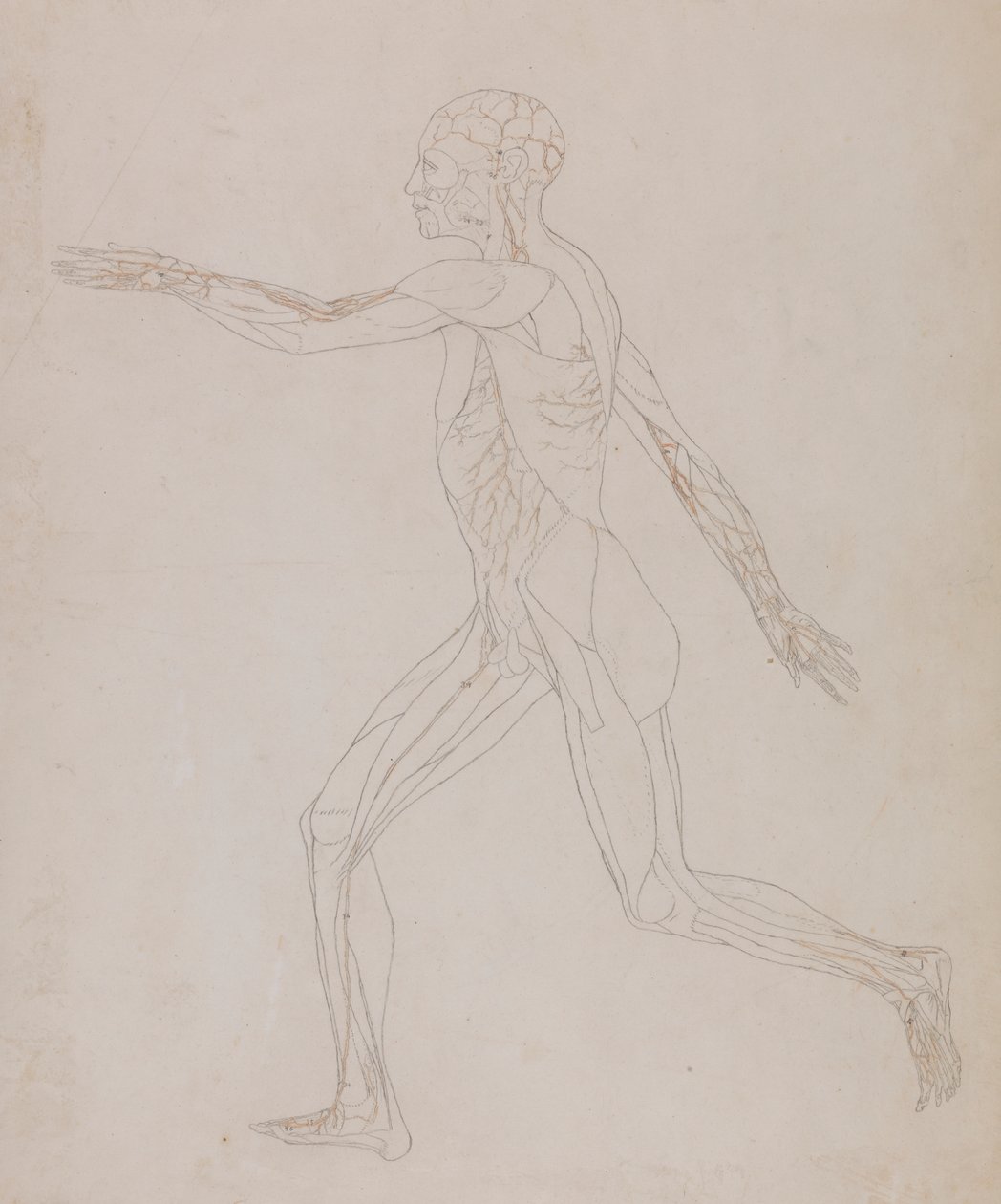Menneskelig figur, sidevisning (relatert til tabell XIII, detaljert studie av blodårene som forsyner musklene) av George Stubbs
