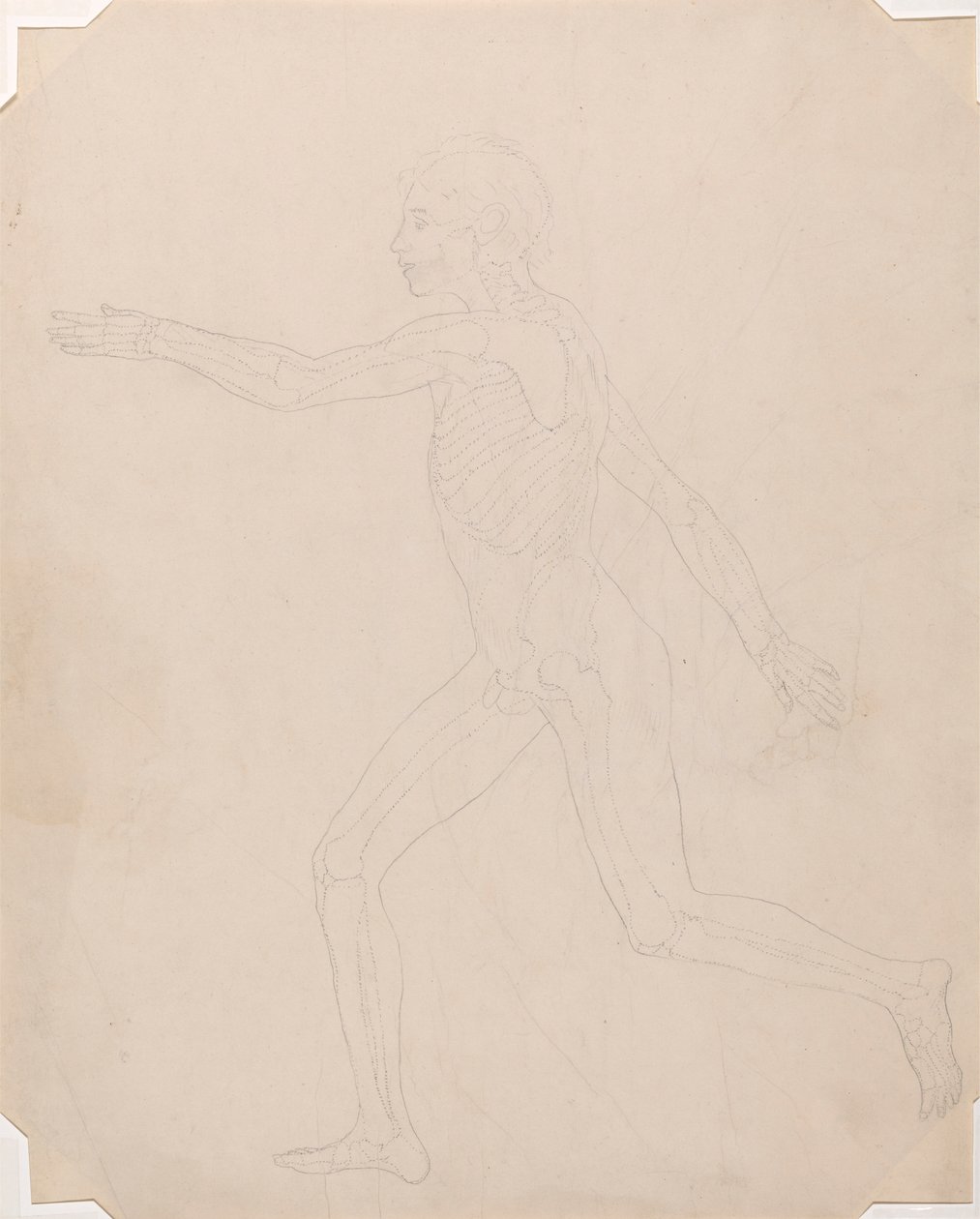 Menneskeskikkelse, sidevisning av George Stubbs