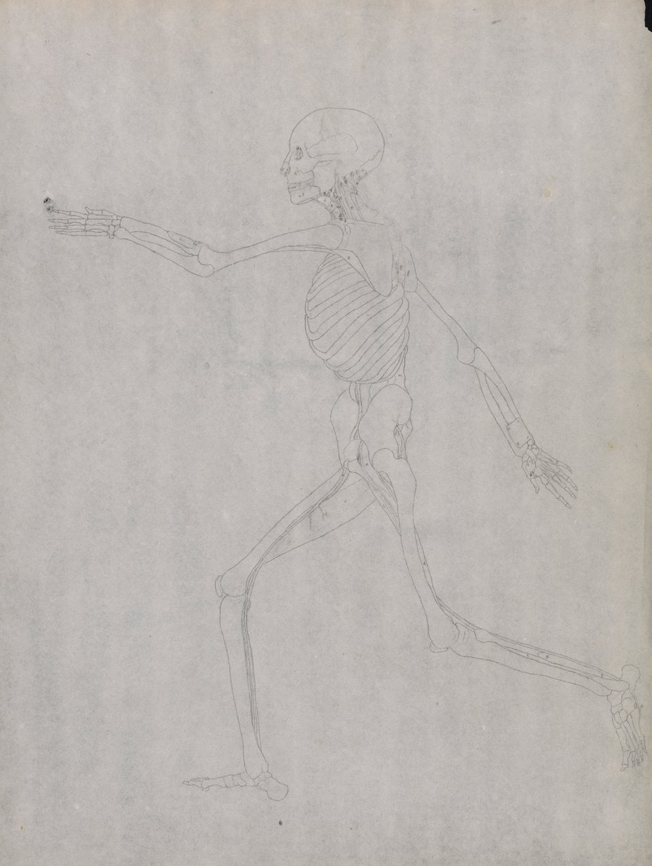 Menneskeskikkelse, sidevisning av George Stubbs