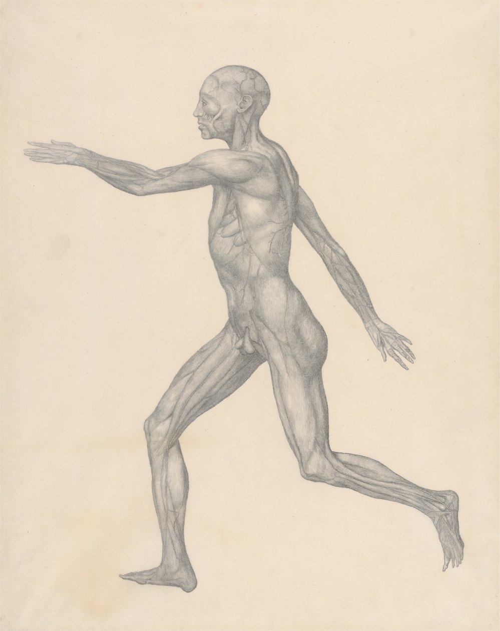 Menneskelig figur, sidebilde, etter fjerning av huden og de underliggende fasiale lagene (ferdig studie for tabell XIII) av George Stubbs