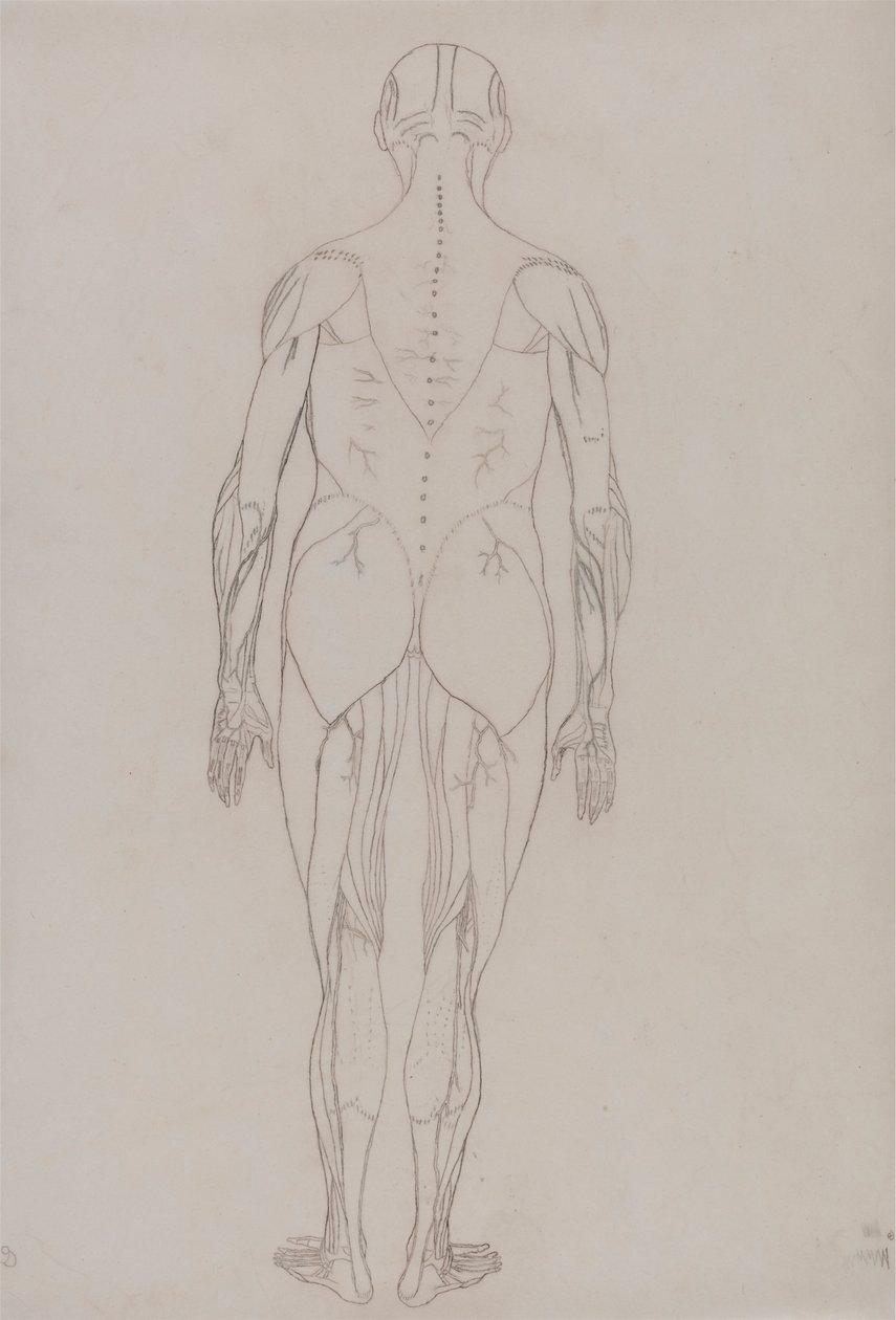 Menneskeskikkelse, posterior sett (konturtegning for nøkkelfigur til tabell XII) av George Stubbs