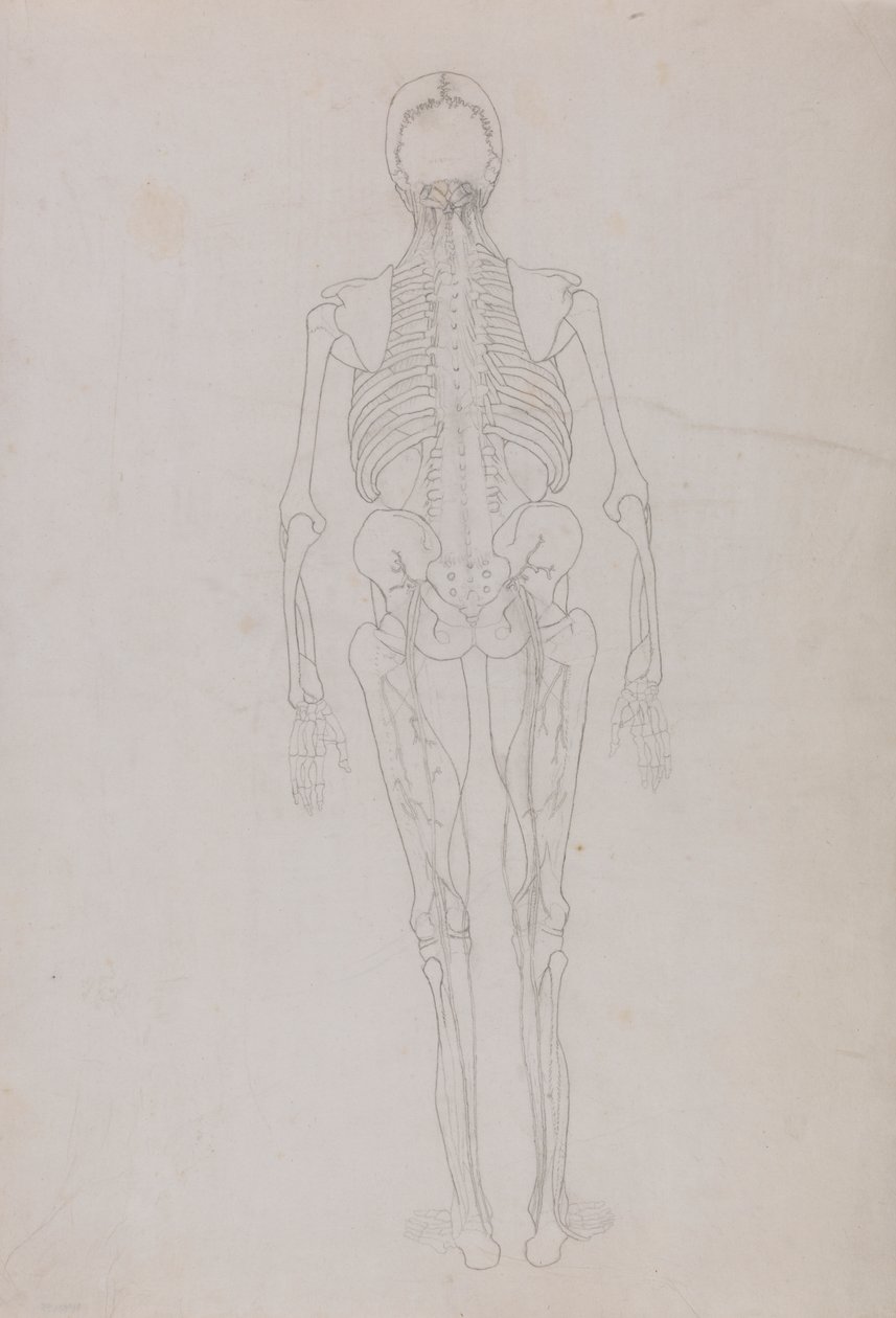 Menneskelig figur, posterior sett (konturtegning for en nøkkelfigur som viser det siste stadiet av disseksjon) av George Stubbs