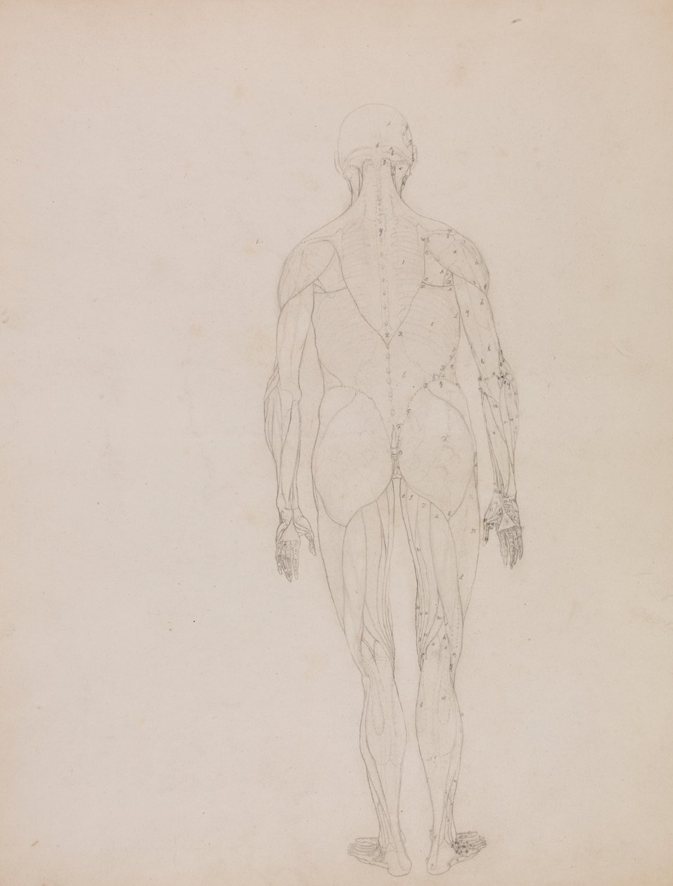 Menneskelig figur, posterior sett (konturtegning for nøkkelfigur til tabell XII) av George Stubbs