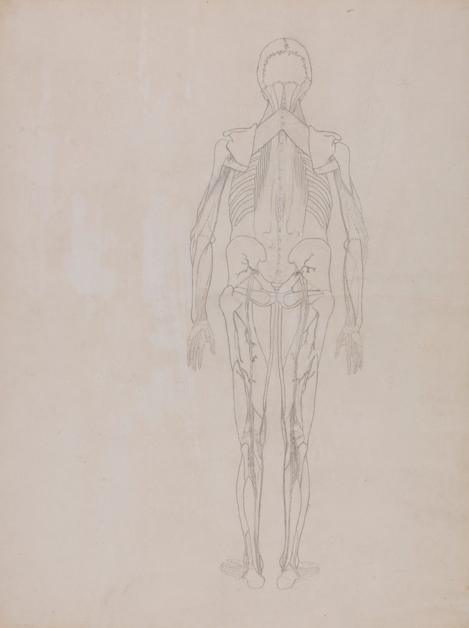 Menneskefigur, posterior visning (konturtegning for nøkkelfiguren til en upublisert plate) av George Stubbs
