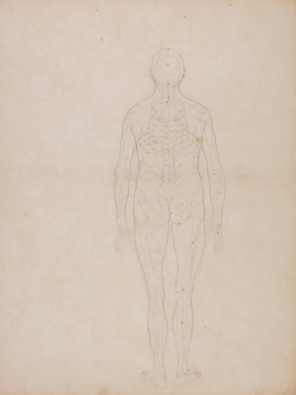 Menneskeskikkelse, posterior sett av George Stubbs