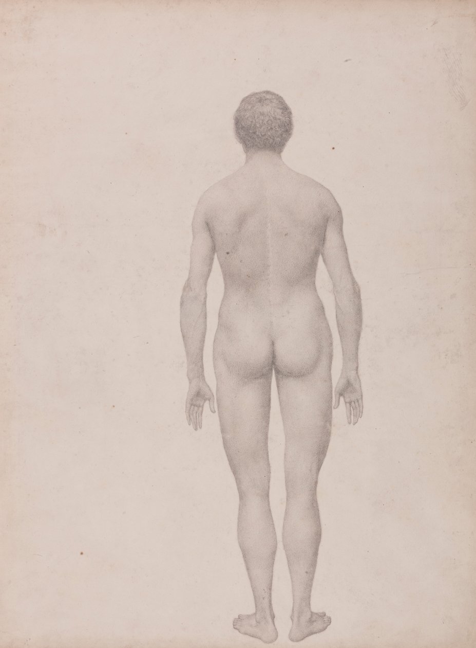 Menneskeskikkelse, posteriort, udissert (ferdig studie for tabell VII) av George Stubbs