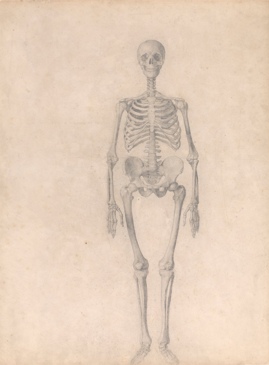 Menneskeskjelett, sett forfra (ferdig studie for tabell I) av George Stubbs
