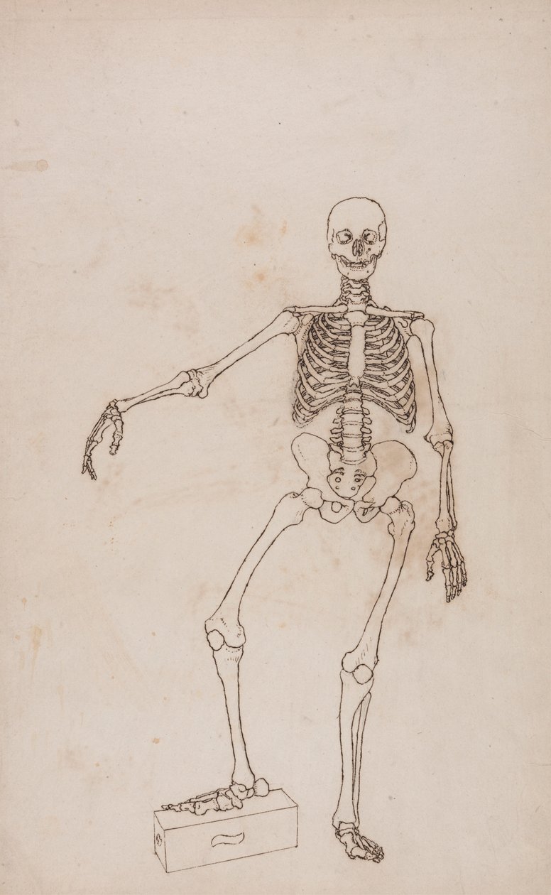 Menneskeskjelett, forfra av George Stubbs