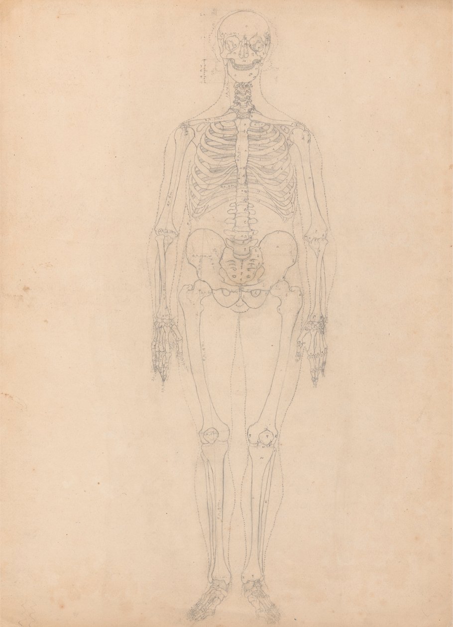 Menneskeskjelett, forfra av George Stubbs