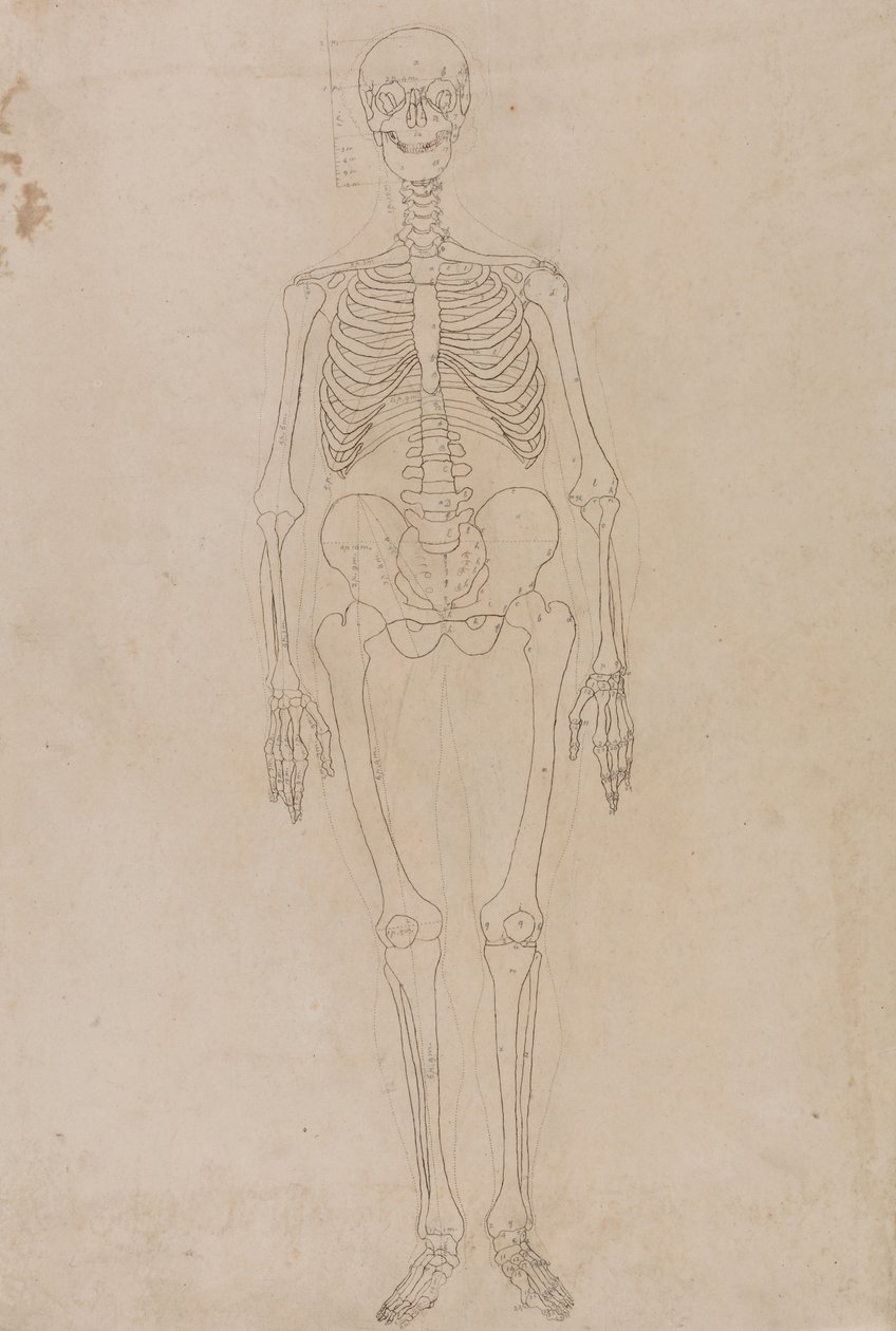 Menneskeskjelett, forfra av George Stubbs