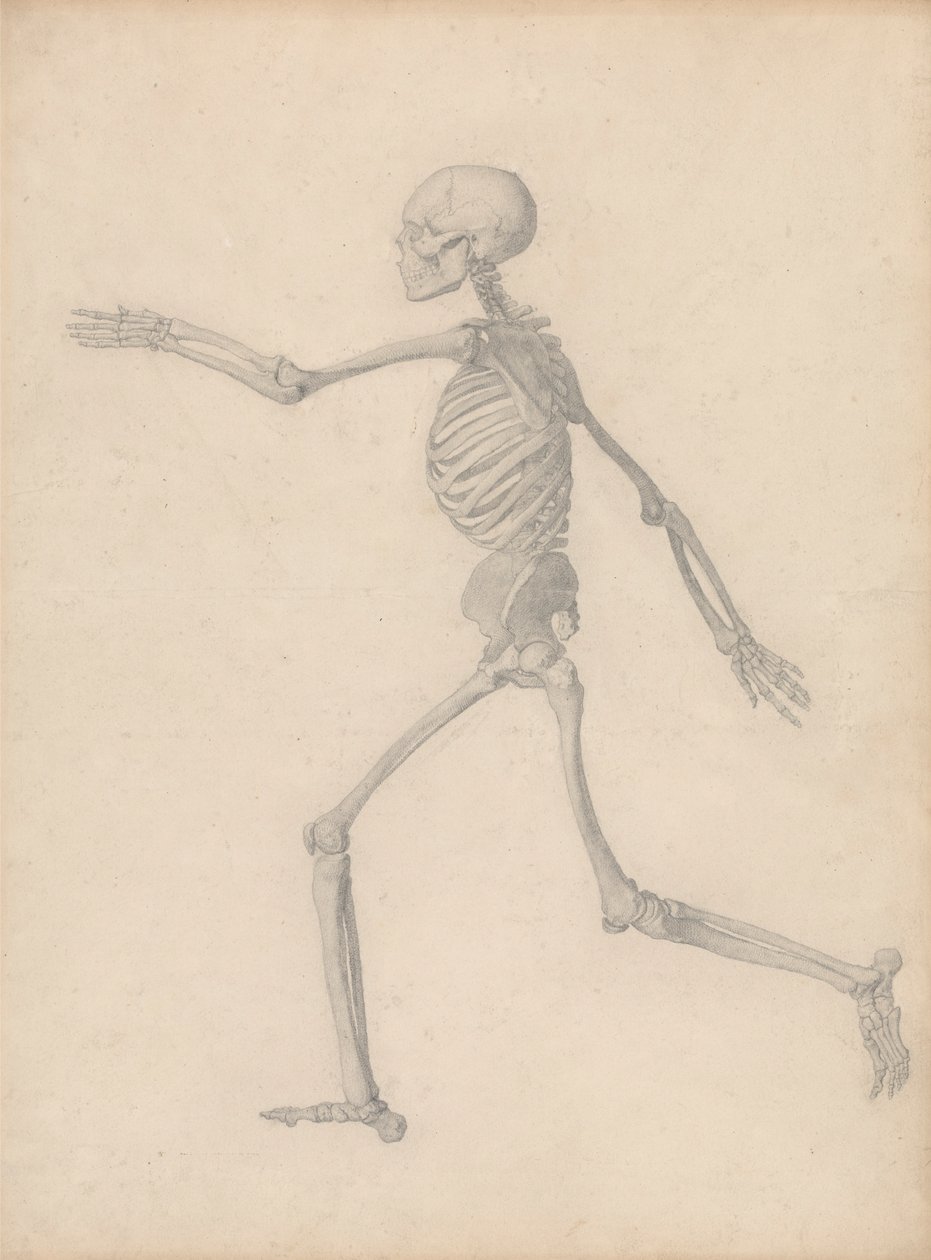 Menneskelig skjelett, sidevisning (nær den endelige studien for tabell III, men avviker i detalj) av George Stubbs