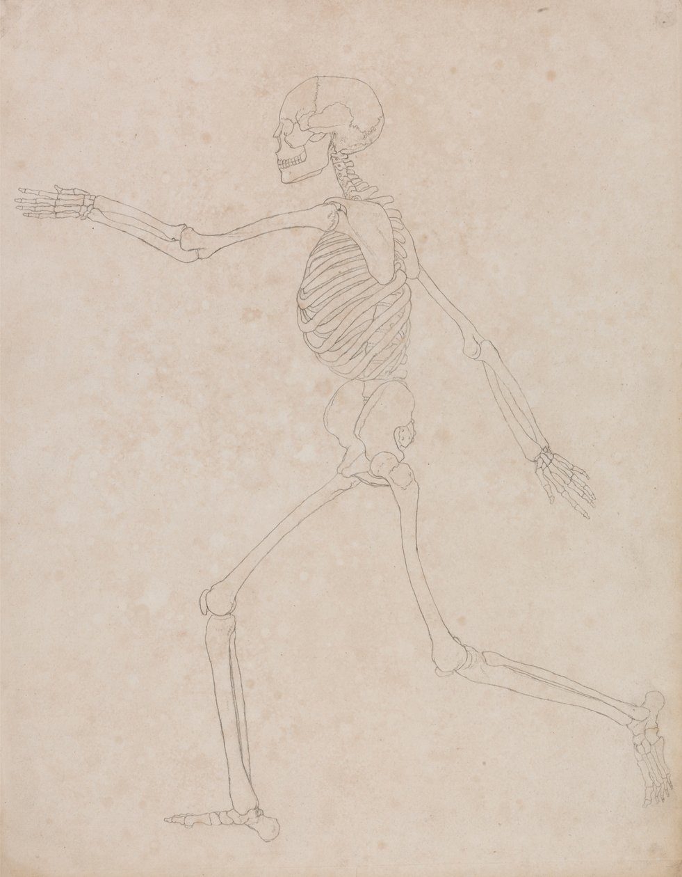 Menneskelig skjelett, sidevisning (kan ha blitt opprinnelig forberedt for bruk som en nøkkelfigur i tabell III, men senere forlatt) av George Stubbs