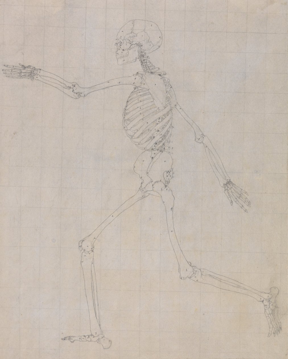 Menneskeskjelett, sidevisning (omriss av skjelettet for nøkkelfiguren til tabell III) av George Stubbs