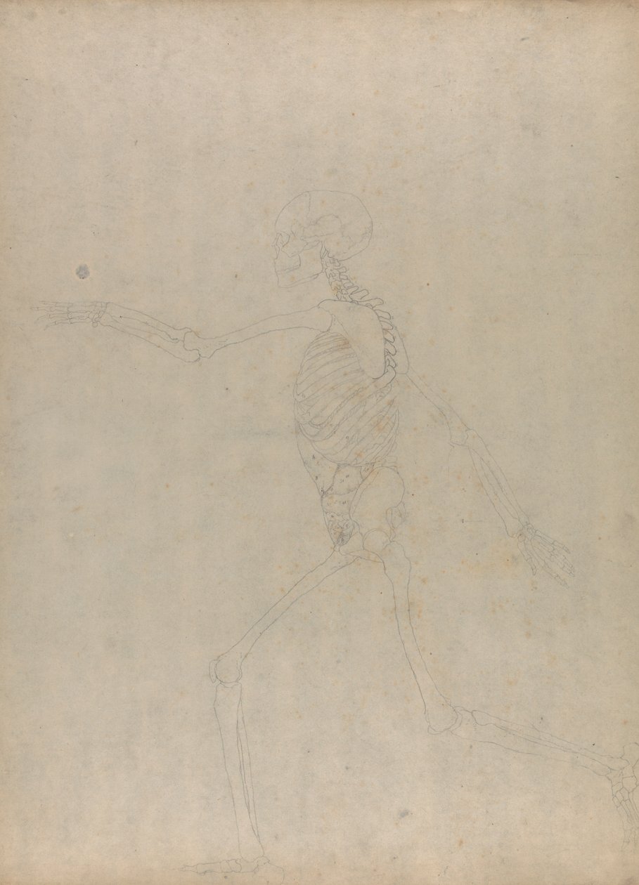 Menneskelig skjelett, sidevisning (Studie for en nøkkelfigur til en upublisert tabell som viser innvollene i magen) av George Stubbs