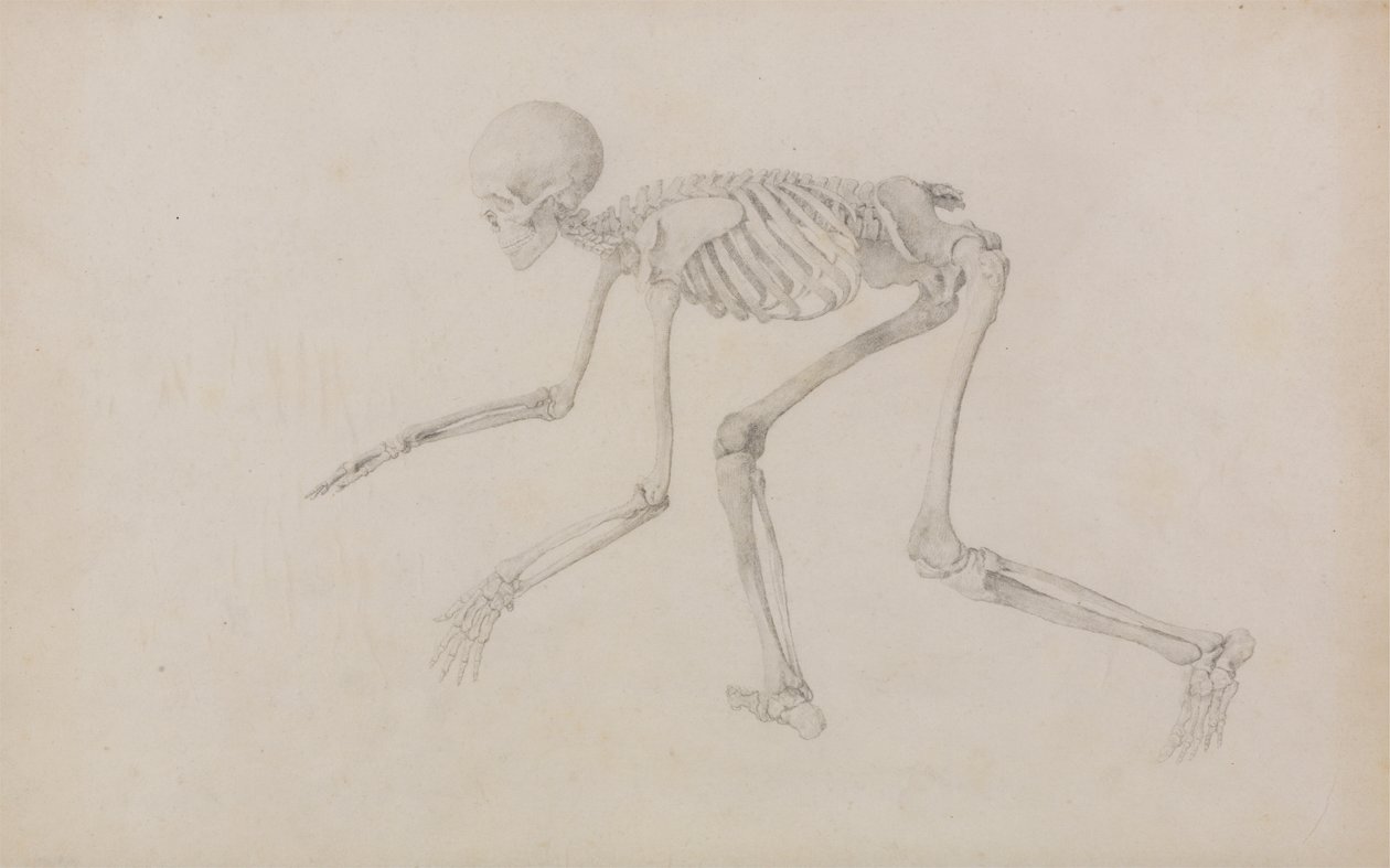 Menneskelig skjelett, sidevisning (i krypende stilling; ferdig studie for en upublisert tabell) av George Stubbs