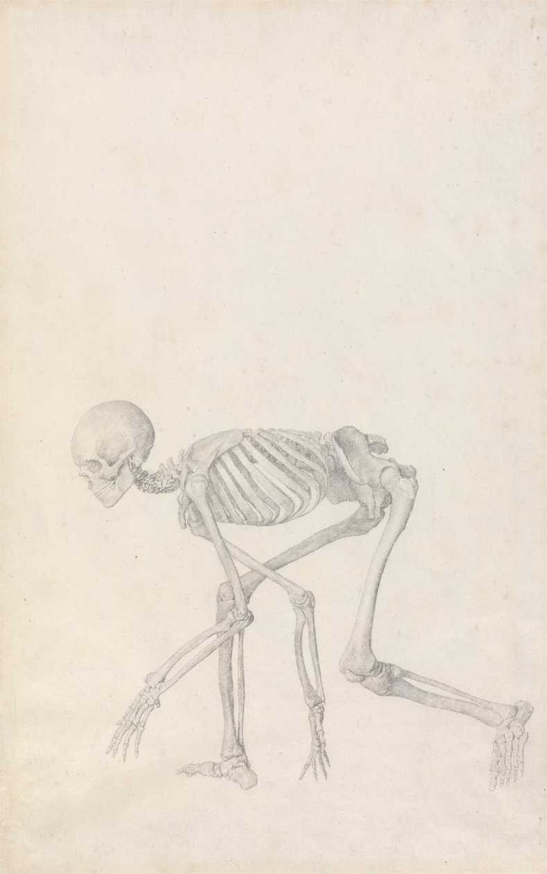 Menneskelig skjelett, sidevisning (i hukende stilling; ferdig studie for en upublisert tabell) av George Stubbs