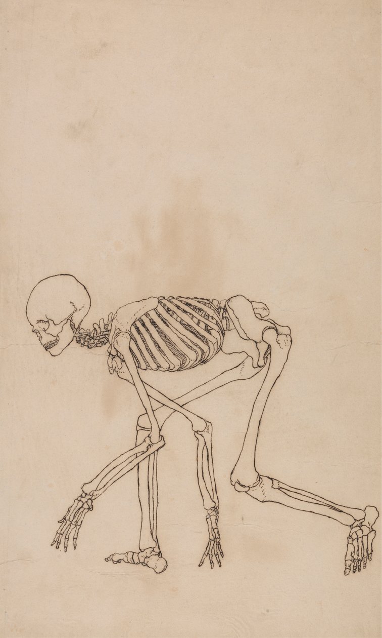 Menneskeskjelett, sidevisning av George Stubbs