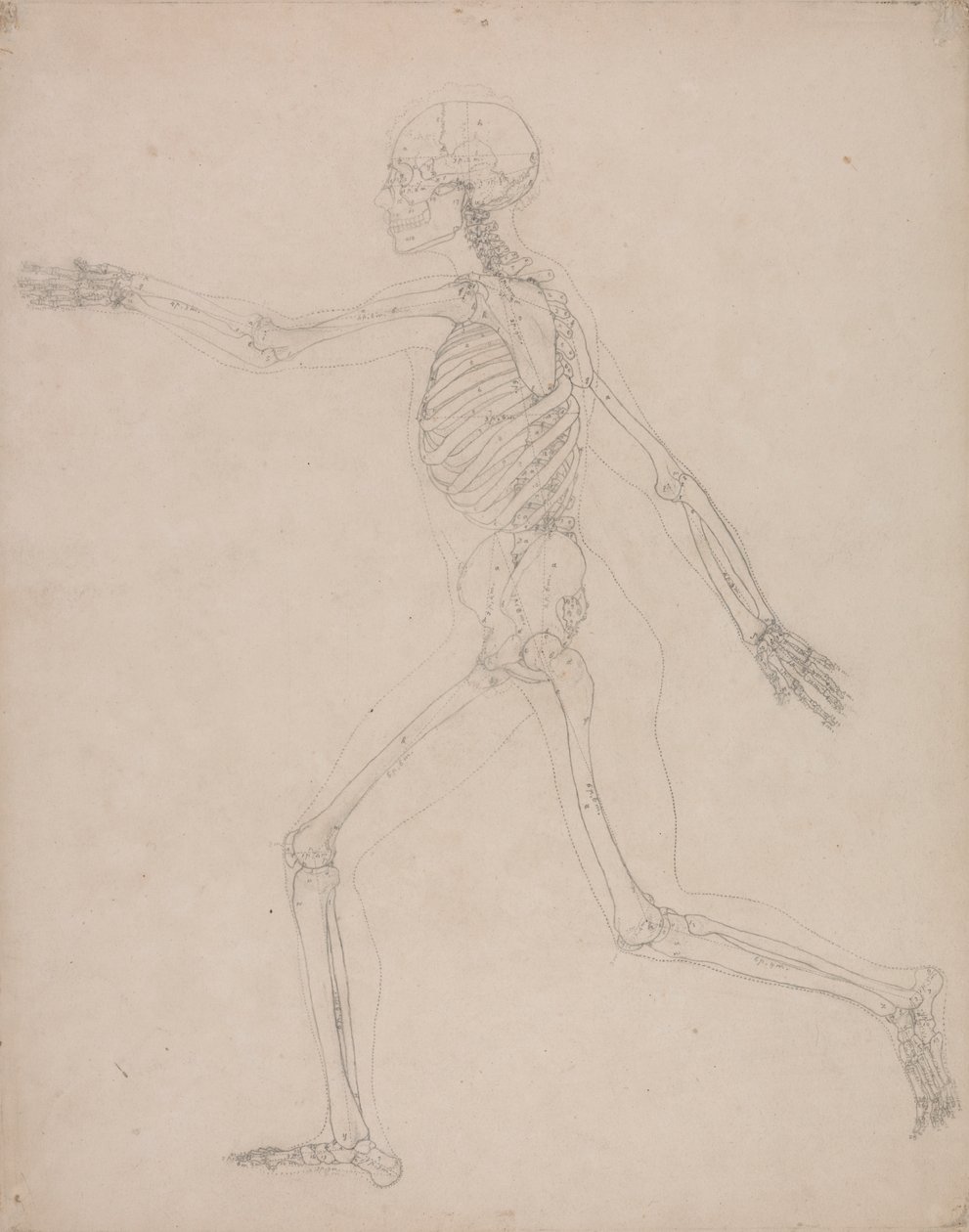 Menneskeskjelett, sidevisning av George Stubbs