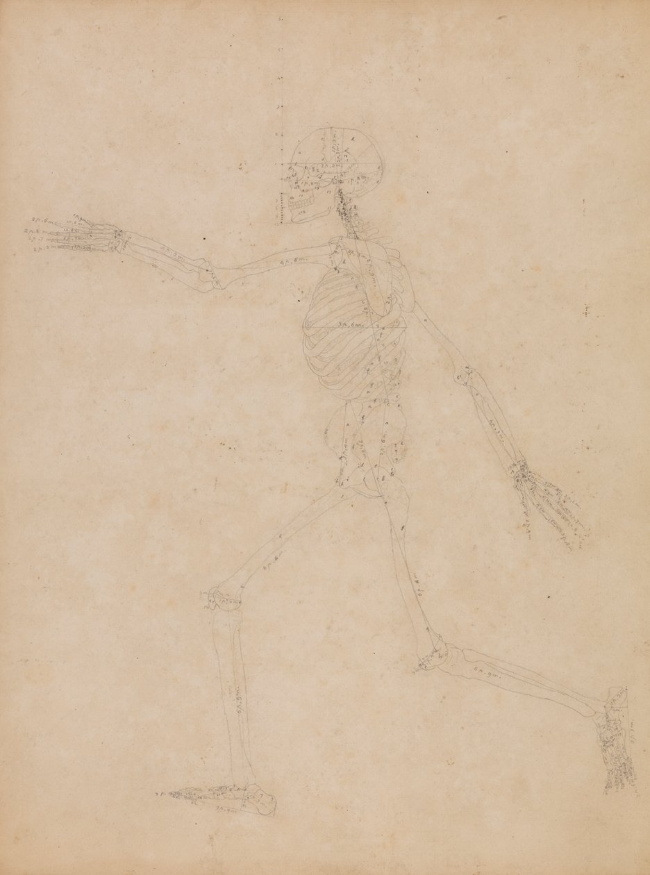 Menneskeskjelett, sidevisning av George Stubbs