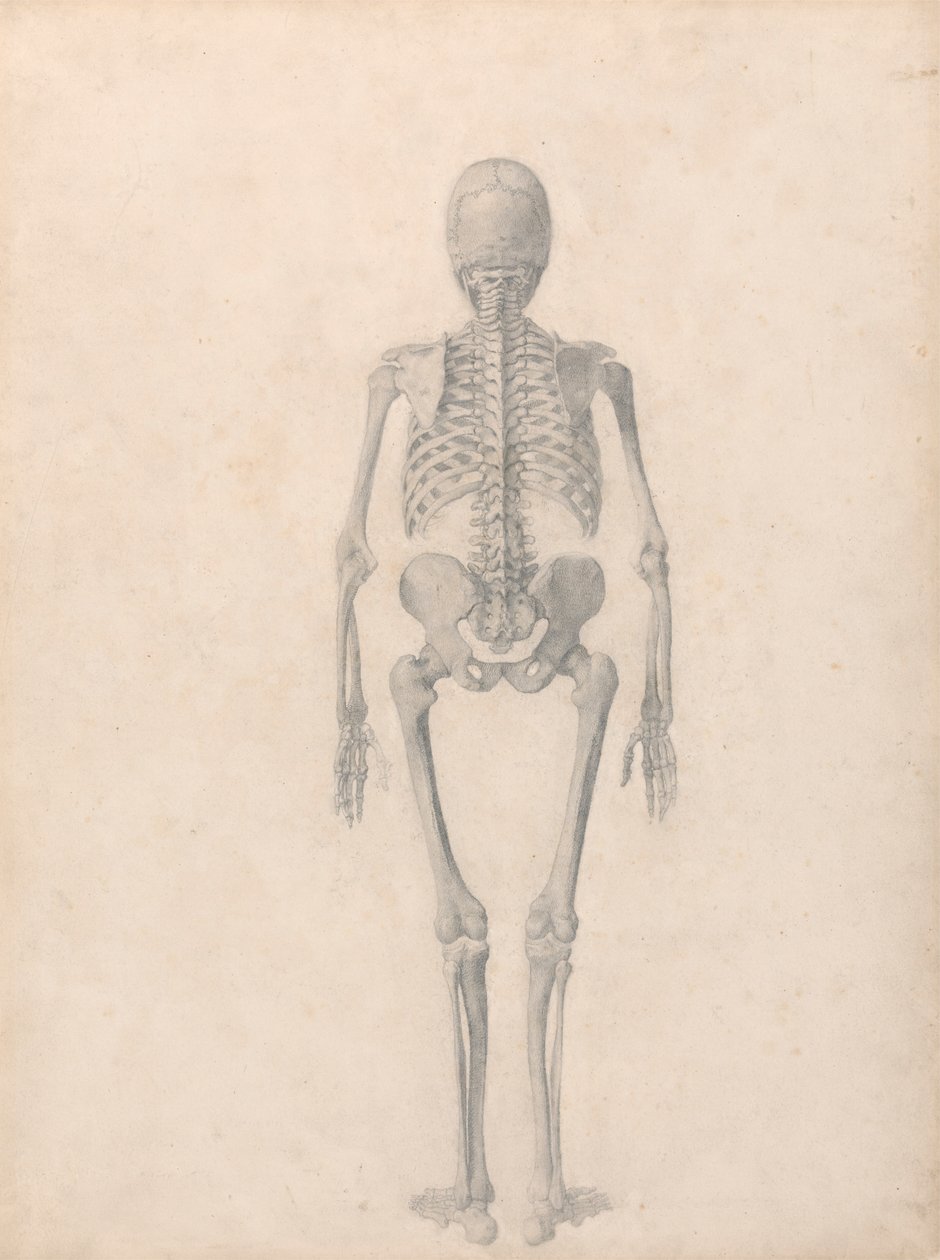 Menneskeskjelett, posterior sett (ferdig studie for tabell II) av George Stubbs