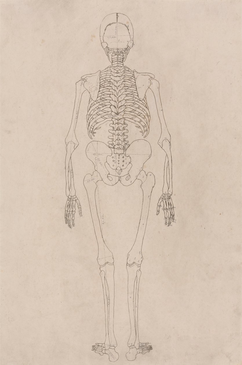 Menneskeskjelett, posterior sett (relaterer til tabell II) av George Stubbs