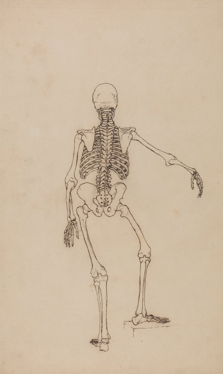 Menneskeskjelett, bakfra av George Stubbs
