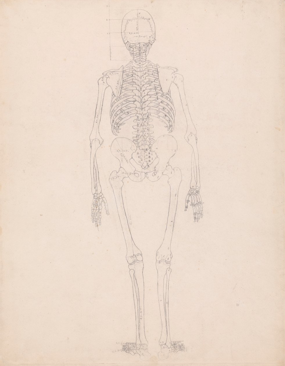 Menneskeskjelett, bakfra av George Stubbs
