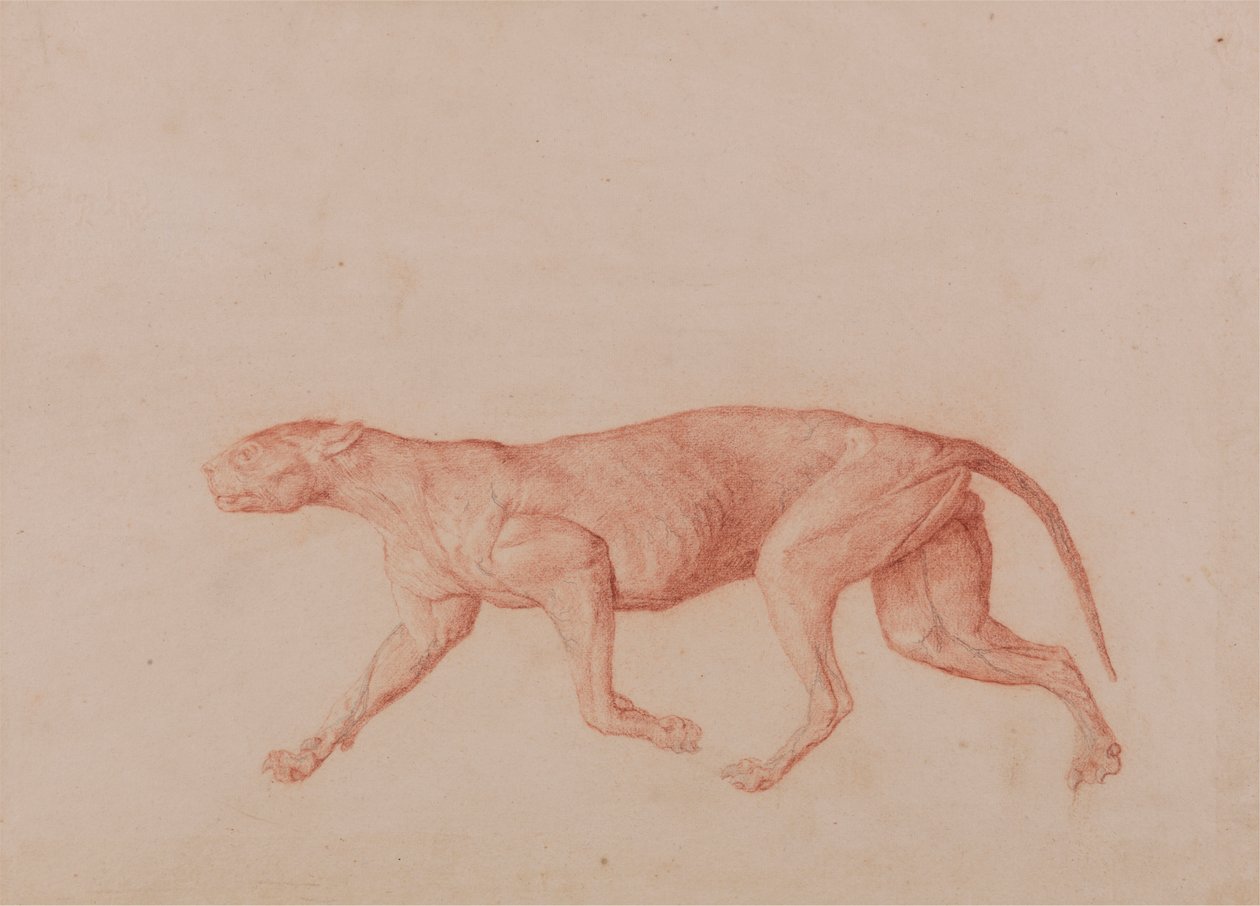 Leopardkropp, sett fra siden (første av fem studier av en annen stor katt) av George Stubbs