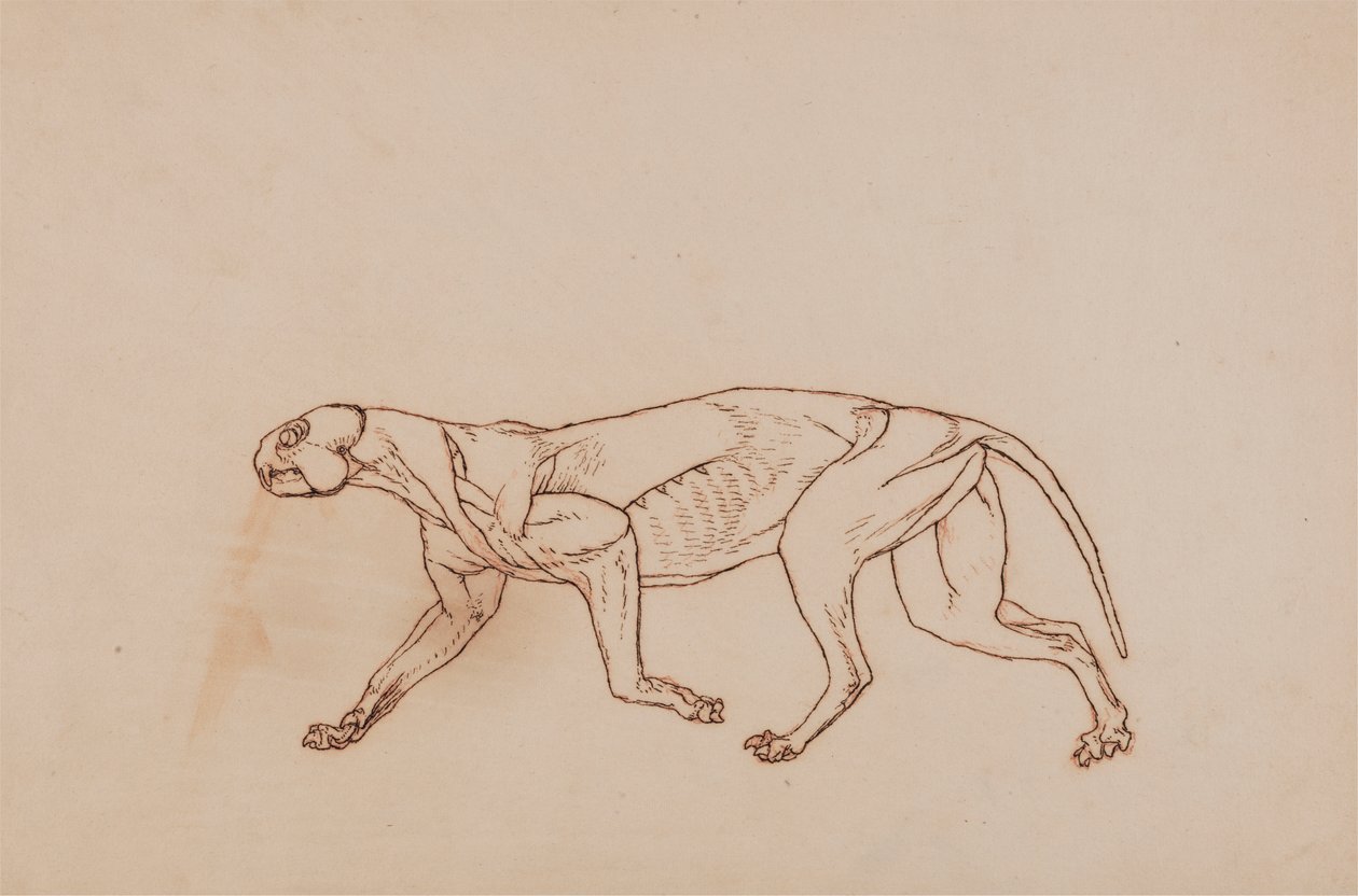 Leopardkropp, sidesyn (senere stadium i disseksjon, overfladisk bindevev og ører fjernet) av George Stubbs