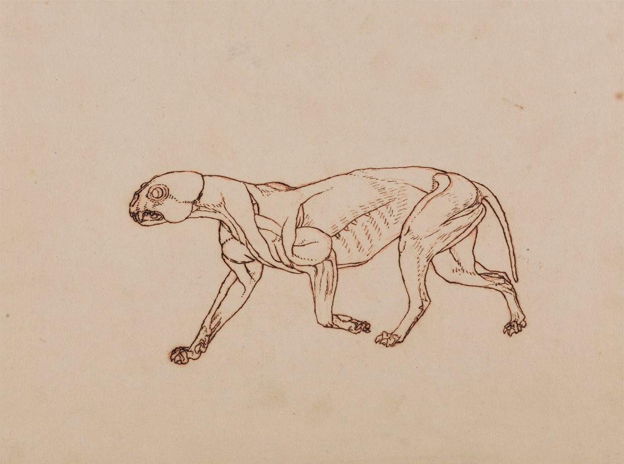 Leopardkropp, sett fra siden av George Stubbs