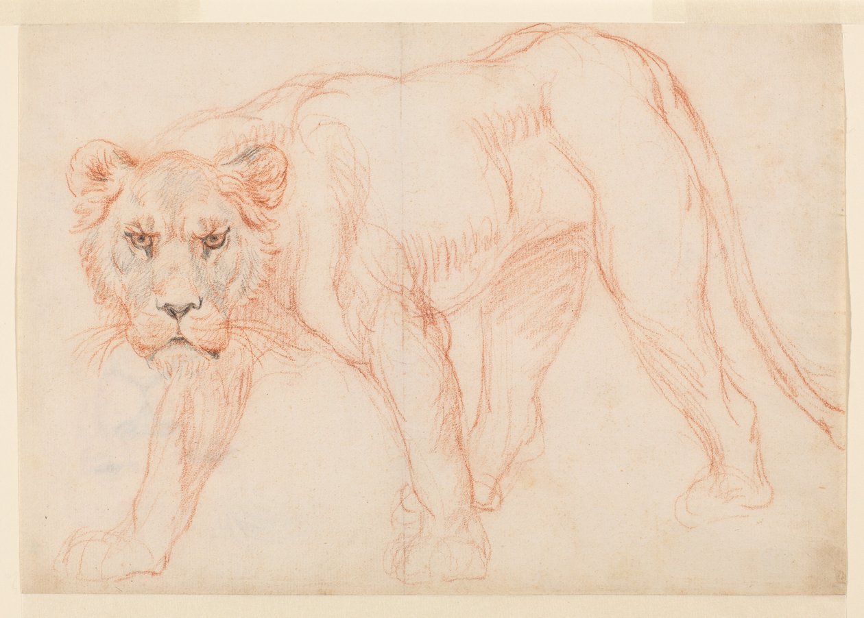 Lioness prowling, recto, 1700- eller 1800-tallet av George Stubbs