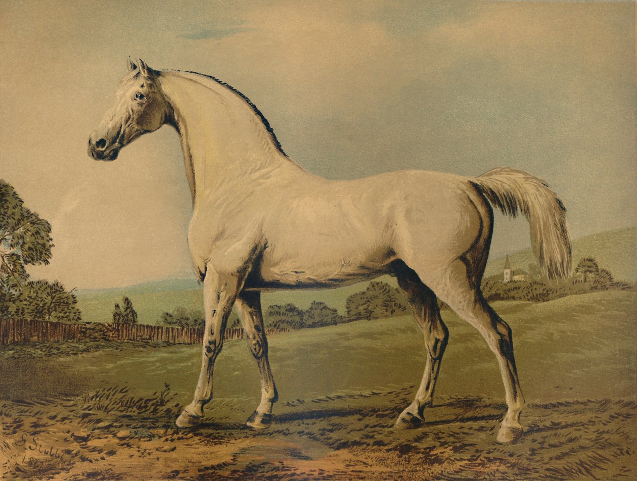 Mambrino. Oppdrettet av Lord Grosvenor, c1770-tallet, c1879. av George Stubbs