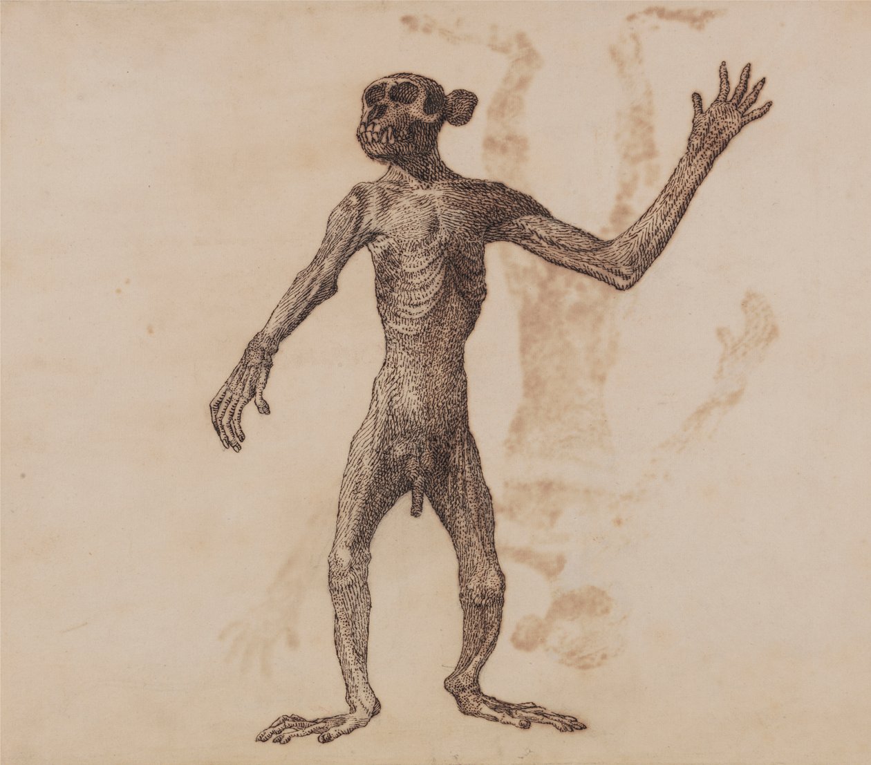 Monkey Stående, Forfra av George Stubbs